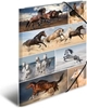 Picture of Herma Sammelmappe A3 Pferde Pappe