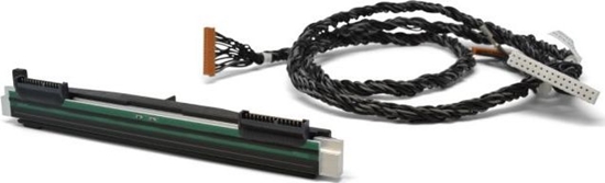 Picture of Zebra Gowica  (P1080383-415)