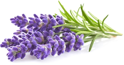Изображение Click & Grow Smart Garden refill Lavender 3pcs