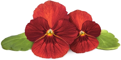 Picture of Click & Grow Smart Garden Refill Red Pansy 3pcs