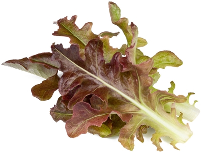 Изображение Click & Grow Smart Refill Red Oakleaf Lettuce 3pcs