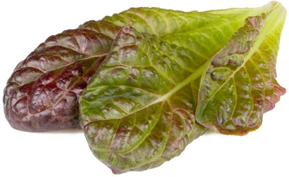 Attēls no Click & Grow Smart Refill Red romaine lettuce 3pcs
