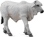 Изображение Figurka Collecta COLLECTA CIEL BRAHMAN