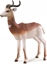 Picture of Figurka Collecta DAMA GAZELLE