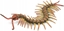 Attēls no Figurka Collecta FIGURKA PARECZNIK - CENTIPEDE - CollectA - 88885 - L