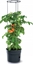 Picture of Prosperplast Doniczka Prosperplast Tomato Grower r. 40 cm