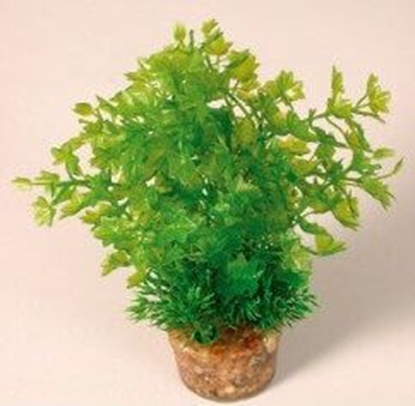 Изображение Zolux Rolina rednia z zestawu nr 1