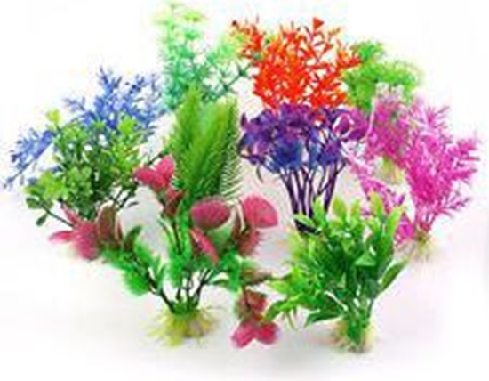 Picture of ZOOLOGIA ROLINKA "A"