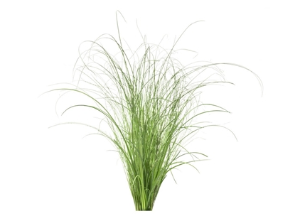Изображение Click & Grow Smart Refill Ornamental Grass 3pcs