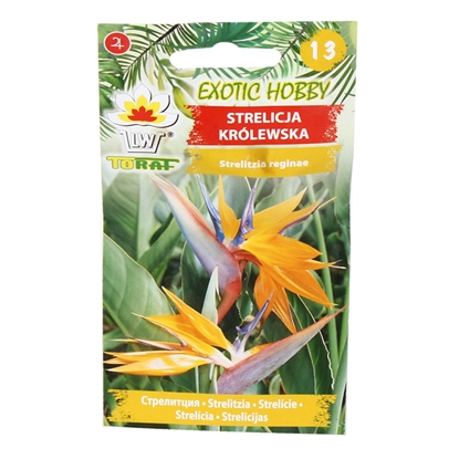 Picture of Sēklas Strelīcijas karaliskās