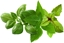 Attēls no Click & Grow Plant Pod Basil Variety Mix 9pcs
