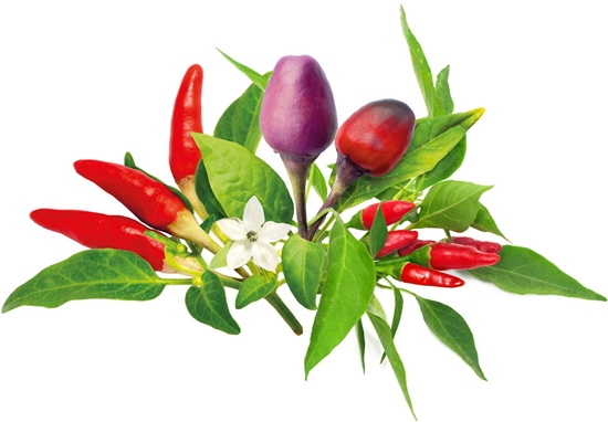 Изображение Click & Grow Plant Pod Chilli Pepper Mix 9pcs