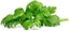 Изображение Click & Grow Smart Garden Refill Leaf Celery 3pcs