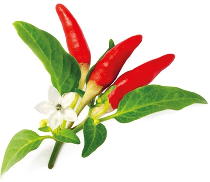 Attēls no Click & Grow Smart Garden refill Red Hot Chili Pepper 3pcs