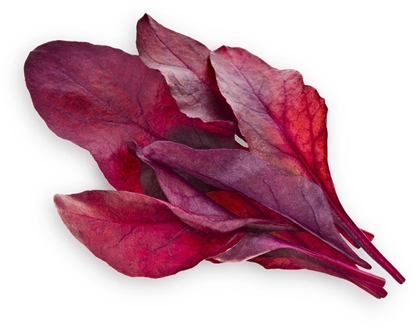 Attēls no Click & Grow Smart Garden refill Red Leaf Beet 3pcs