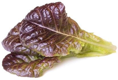 Attēls no Click & Grow Smart Garden refill Red Lettuce 3pcs