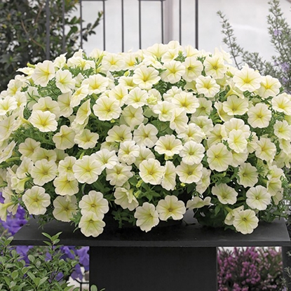 Attēls no Sēklas Petūnija Opera dzeltena AMC