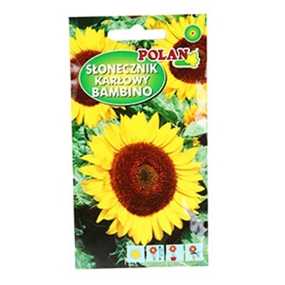 Picture of Sēklas Saulespuķe Bambino 30cm 2g