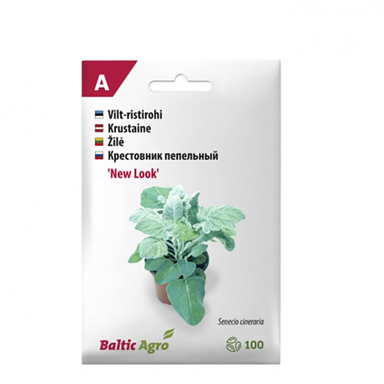 Picture of Sēklas Sudrablapu krustaine Miller Look