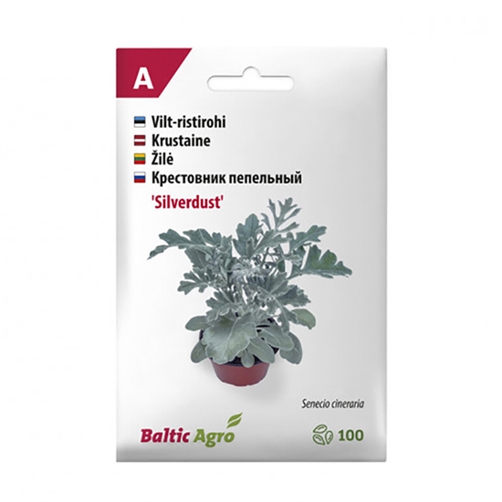Изображение Sēklas Sudrablapu krustaine Silverdust