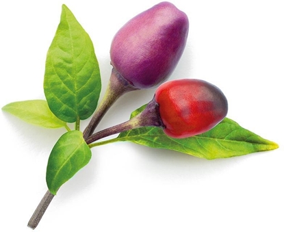 Attēls no Click & Grow Smart Garden refill Purple Chili Pepper 3pcs