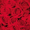 Picture of Salvetes 24cm Red Roses 20gab.