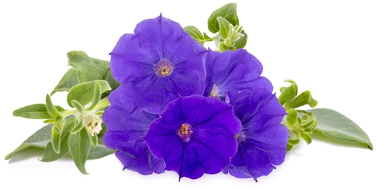 Picture of Click & Grow Smart Garden refill Blue Petunia 3pcs