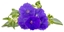 Attēls no Click & Grow Smart Garden refill Blue Petunia 3pcs