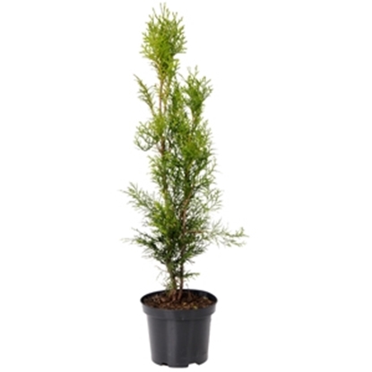 Picture of Stāds Thuja occidentalis 'Smaragd' H80-100cm