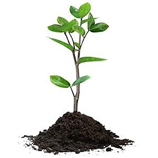 Picture of Stāds Vasarzaļais rododendrs Feuewerk 5/exl