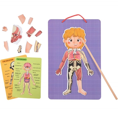 Изображение Tooky Toy magnetinės kortelės, žmogaus anatomija