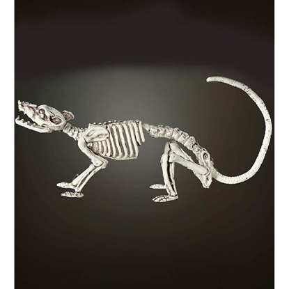 Attēls no Dekors Halovīna skelets žurkas 38cm