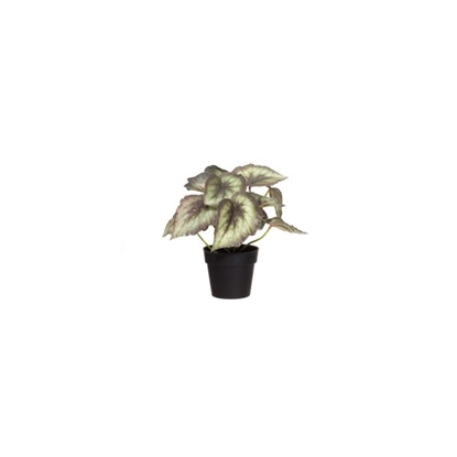 Picture of Mākslīgie augi 4Living Begonija 22cm 3-krāsas
