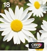 Picture of Epson Daisy Multipack 4-colours 18 EasyMail