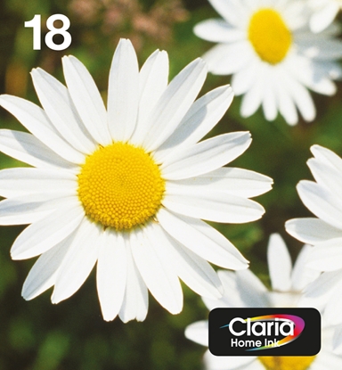 Attēls no Epson Daisy Multipack 4-colours 18 EasyMail