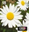Picture of Epson Daisy Multipack 4-colours 18 EasyMail