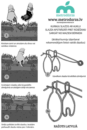 Picture of Kurmju slazds Metrodārzs