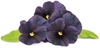 Picture of Click & Grow Smart Garden refill Black pansy 3pcs