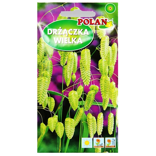 Picture of Sēklas Trīsene 1g