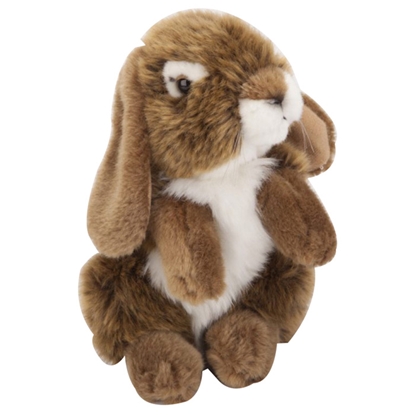 Attēls no Mīkstā rot.Zaķis vidējs