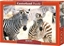 Изображение Castorland Puzzle 1000 Young Zebras CASTOR