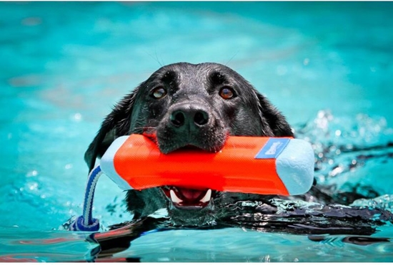 Picture of Chuckit! AMPHIBIOUS BUMPER MEDIUM