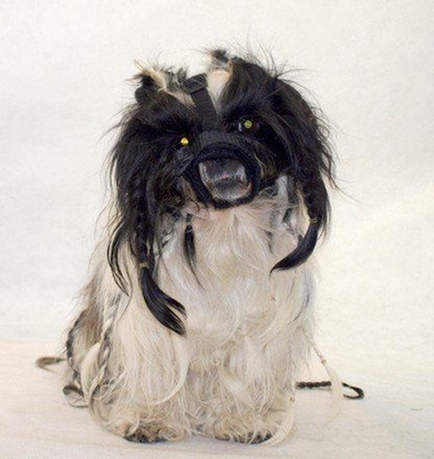 Picture of Grande Finale Kaganiec dla psa pekiczyk rozmiar 4 (22-30cm)