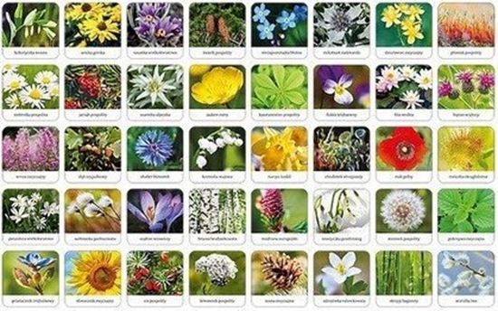 Picture of Adamigo Gra Flora Polski memory