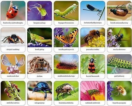 Picture of Adamigo Gra Owady i pajki Polski memory