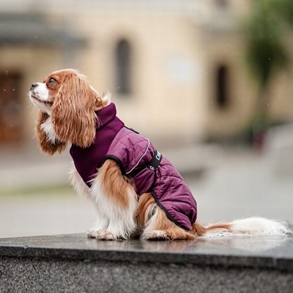 Picture of Chaba CHABA KUBRAK REGULOWANY CHIC  `XL` BE    38cm