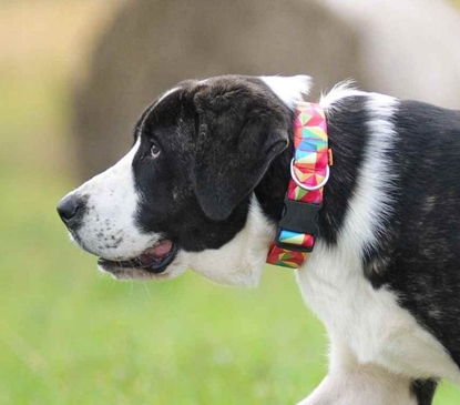 Изображение Dingo Obroa regulowana America-Nevada 2 x 45cm (23-40 cm)