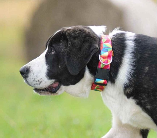 Picture of Dingo Obroa regulowana America-Nevada 3 x 60 cm (35-55 cm)