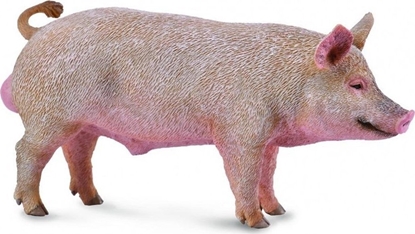 Picture of Figurka Collecta BOAR