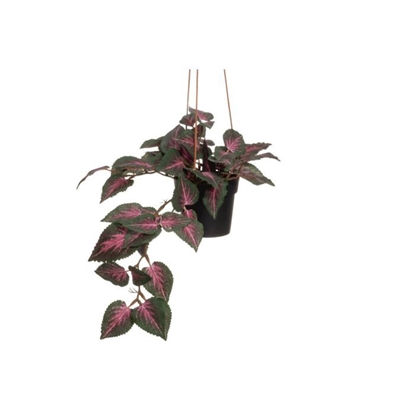 Picture of Mākslīgie augi 4Living Coleus